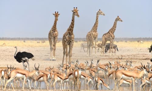 Etosha National Park