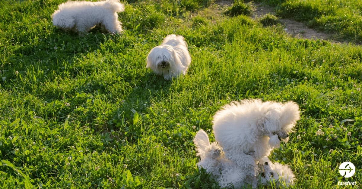 research-pet-friendly-destinations