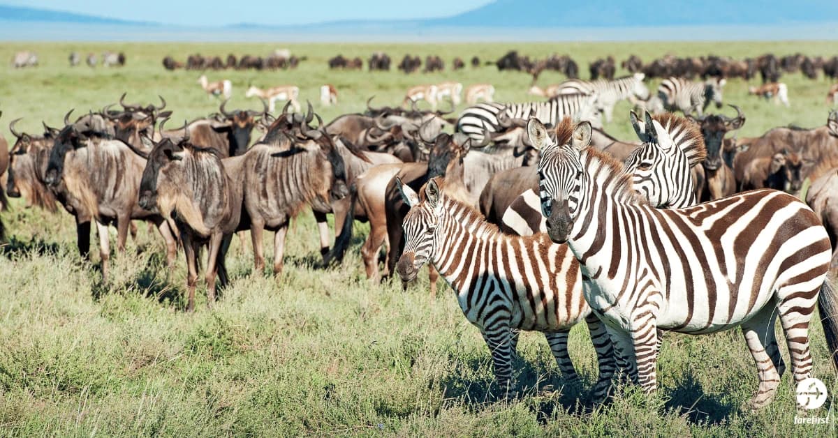 serengeti-national-park-tanzania